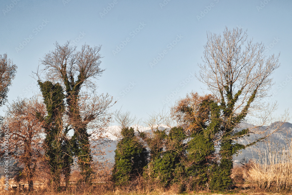 Arbres - Trees - Arboles