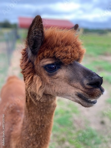 llama in the zoo