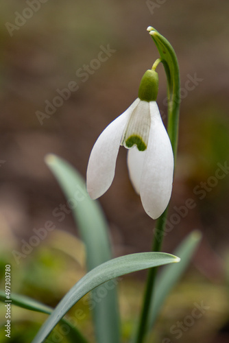snowdrop flower bloomed after winter in the woods