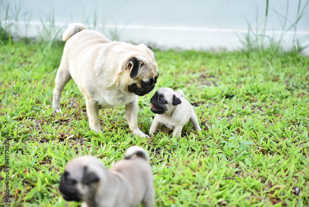 Cute brown Pug family playing together in green lawn