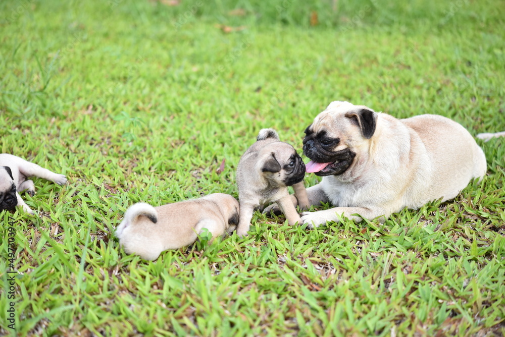 Cute brown Pug family playing together in green lawn Cute brown Pug family playing together in green lawn