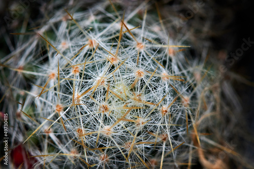Close up picture of Mammilaria
