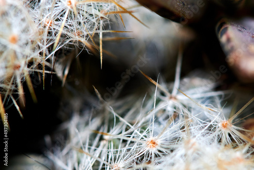Close up picture of Mammilaria