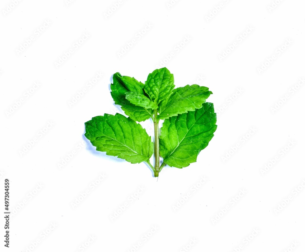 Mint green vegetable close-up on white background Mint green vegetable close-up on white background