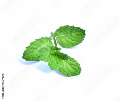 Mint green vegetable close-up on white background
