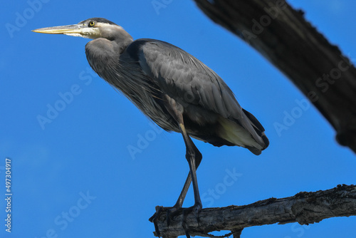 Great Blue Heron perched on a branch.