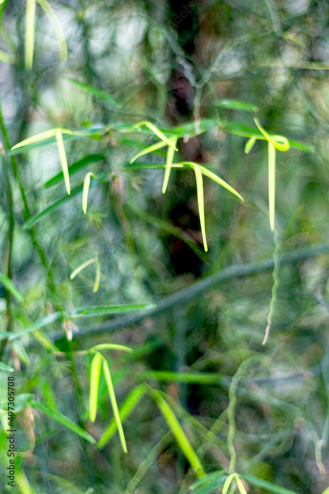 bamboo leaves in blur on natural green blurred background. natural exotic design.