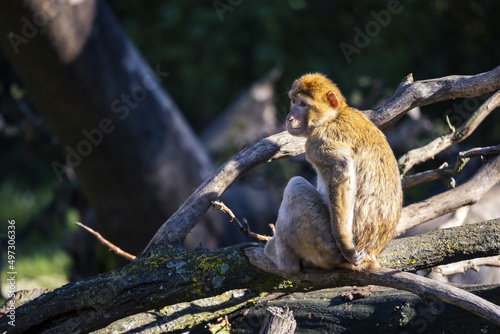 Fotografie Selective focus shot of barbary macaque (macaca sylvanus)