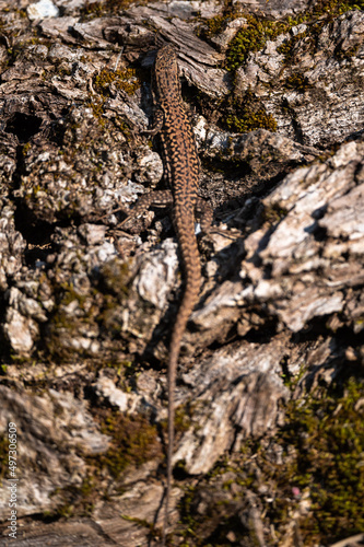 Podarcis muralis - Common Wall Lizard - Lézard des murailles