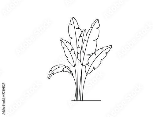 Vector isolated growing banana leaves colorless black and white contour line drawing