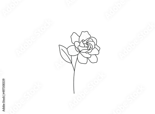 Vector isolated single pretty gardenia flower blossom colorless black and white contour line drawing