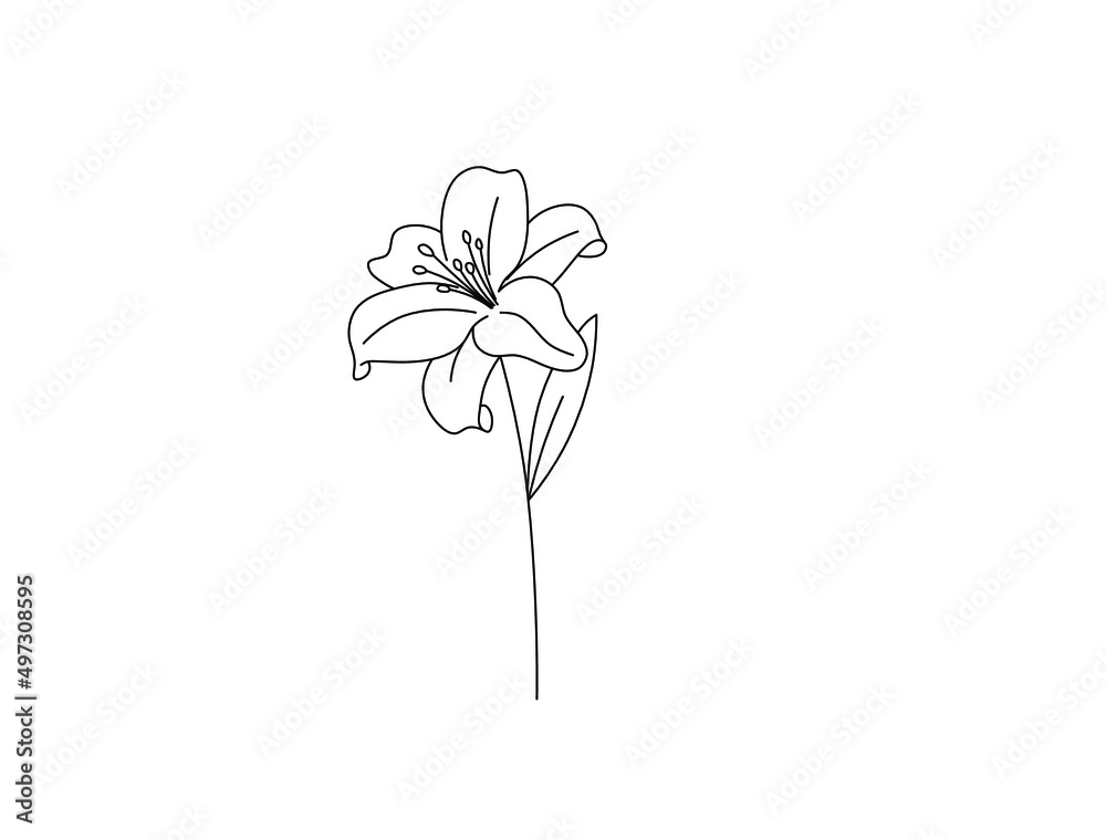 Vector isolated single pretty lily flower blossom colorless black and white contour line drawing