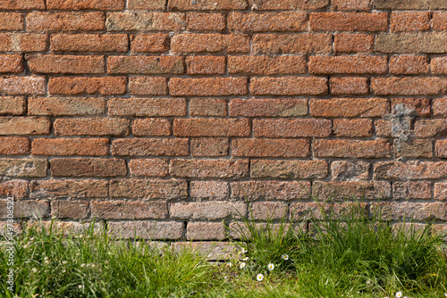 Red brick clay wall with green grass and white flowers on a sunny summer day. Old wall texture  Italian architecture.
