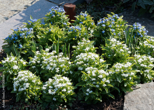 Nuages de fleurs de myosotis ou ne m oublie pas    p  tales bleu et blanc  oeil jaune ou blanc dans un feuillage gris-vert  oval  duveteux et touffu