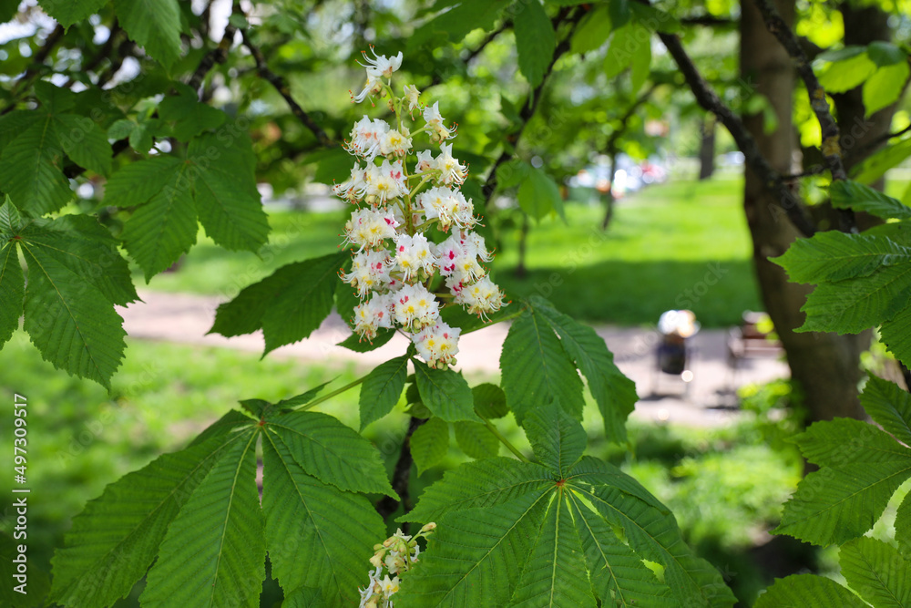 Kyiv chestnuts Kyiv chestnuts