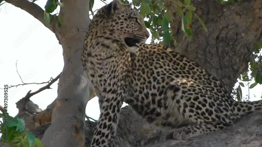 leopard watching from tree in botswana leopard watching from tree in botswana