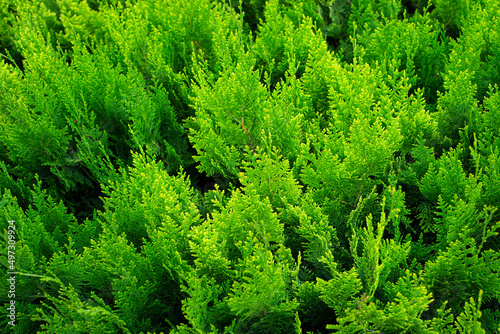 Cypress green backgrounds. Evergreens. Bushes.