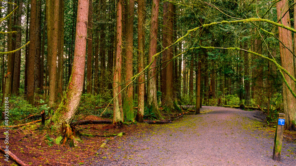 Obraz premium Urban forest trail at Mundy Park, Coquitlam, BC, during early Spring, highlighting lichen-covered trees and branches.