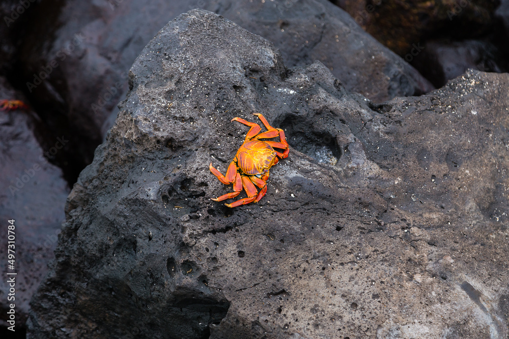 Red painted ghost crab on rock, Puerto Baquerizo Moreno, San Cristobal, Galapagos, Ecuador Red painted ghost crab on rock, Puerto Baquerizo Moreno, San Cristobal, Galapagos, Ecuador