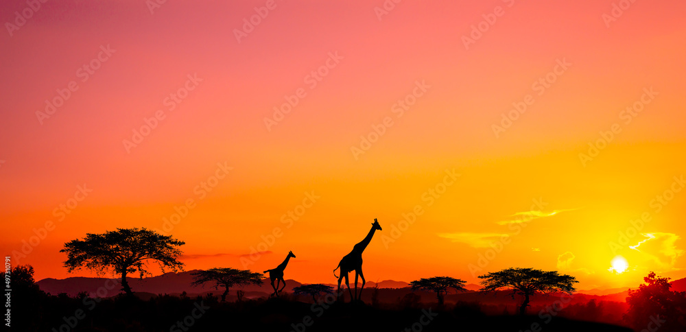 sunset and sunrise, safari , running giraffe. with blur shadow.savanna. sunset and sunrise, safari , running giraffe. with blur shadow.savanna.