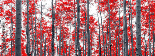 Panoramic fall landscape of an aspen forest with red leaves against black and white trees in Colorado
