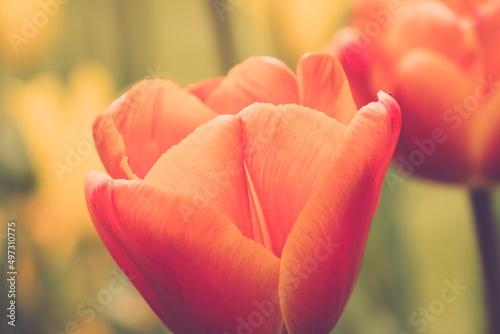 Giant Orange Tulips In Full Bloom In The Parterre At Waddesdon Manor