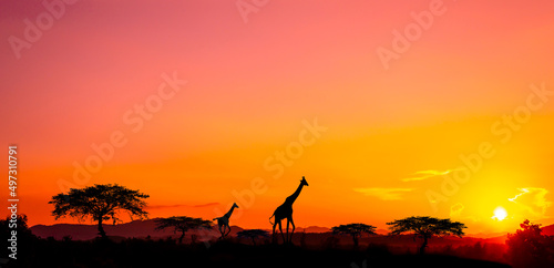 sunset and sunrise, safari , running giraffe. with blur shadow.savanna.