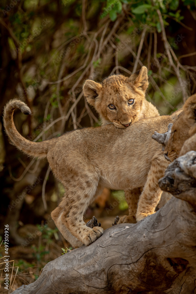 Lion cubs sitting on a fallen tree. Lion cubs sitting on a fallen tree.
