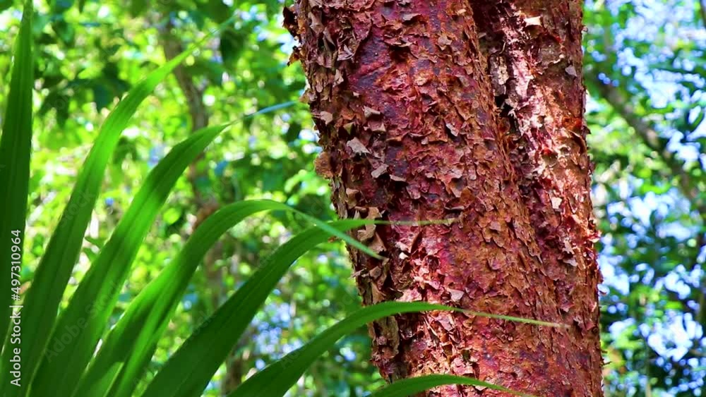 Tropical Gumbo-limbo tree with red peeling bark in Mexico.