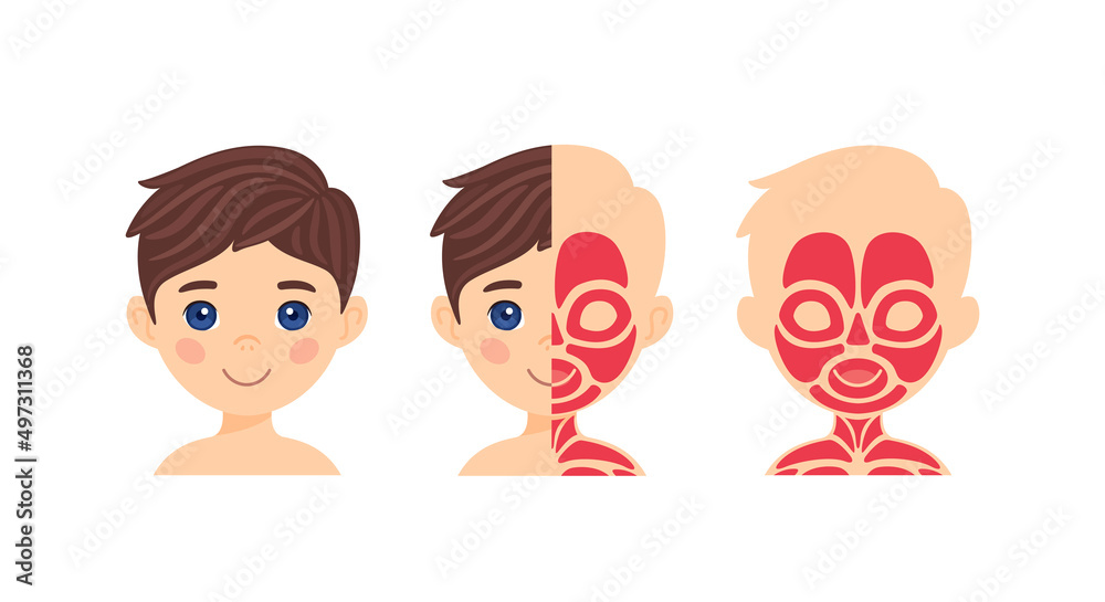 Facial Muscles. Portrait of a Pretty Little Boy. Illustration for Anatomy and Biology Lesson for Kids. Cartoon Color style. White background. Vector for Education and learning with Schoolchildren. Facial Muscles. Portrait of a Pretty Little Boy. Illustration for Anatomy and Biology Lesson for Kids. Cartoon Color style. White background. Vector for Education and learning with Schoolchildren.