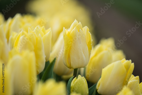 Selectively focused soft blooming yellow spring tulips