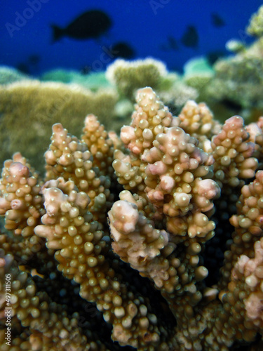 Young Hard Finger Coral (Acropora) growing on Coral reef of Bathala island in Maldives