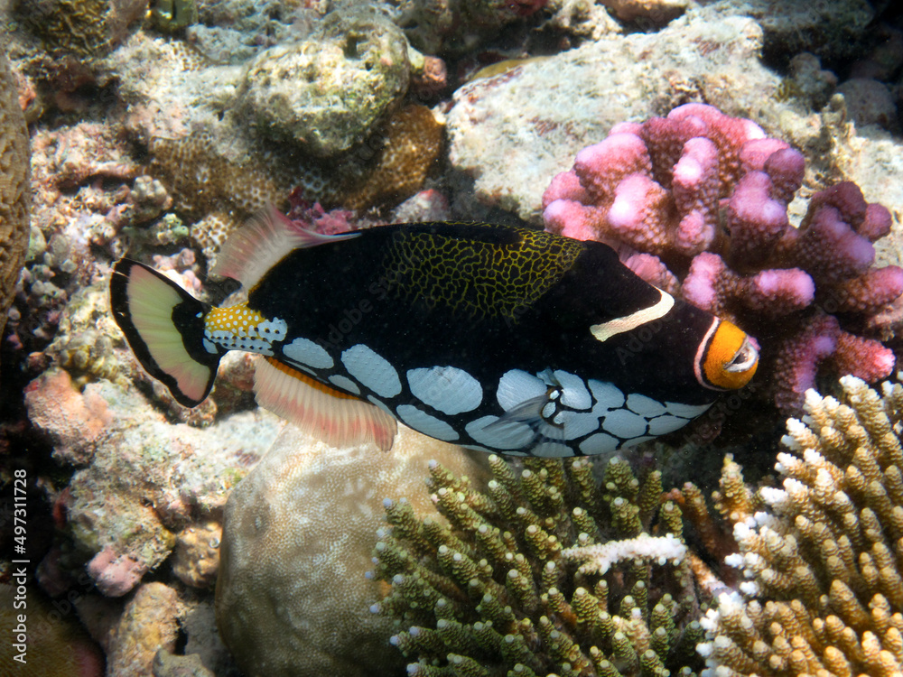 Fototapeta premium Clown Triggerfish - Ballistoides Conspicillum