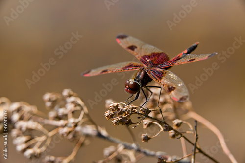 A ruby meadowhawk dragonfly perched along the shoreline of a lake in a provincial park. photo