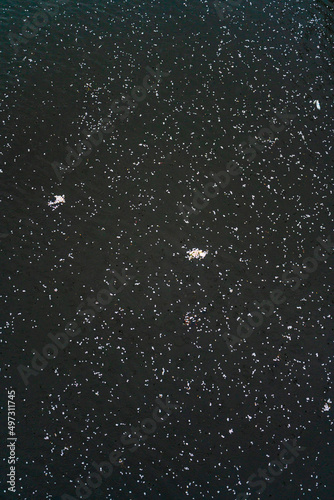 SPRING, Cherry Blossoms