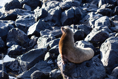 Medium-sized female Galapagos sea lion seen in profile with eyes closed enjoying the last rays of the sun on a rock, Puerto Baquerizo Moreno, San Cristobal, Galapagos, Ecuador photo