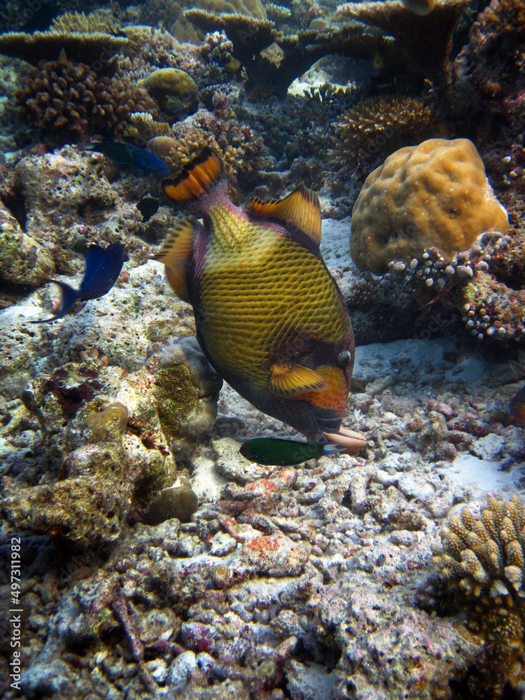 Titan Triggerfish eating - Balistoides Viridescenes Titan Triggerfish eating - Balistoides Viridescenes