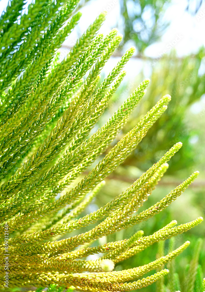Oxygen sources can only be obtained from fertile trees Oxygen sources can only be obtained from fertile trees