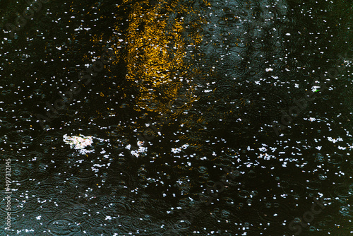 SPRING, Cherry Blossoms