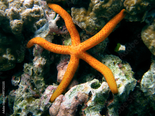 Sea star Linckia Laevigata and around it some Tall urn ascidians - Didemnum molle