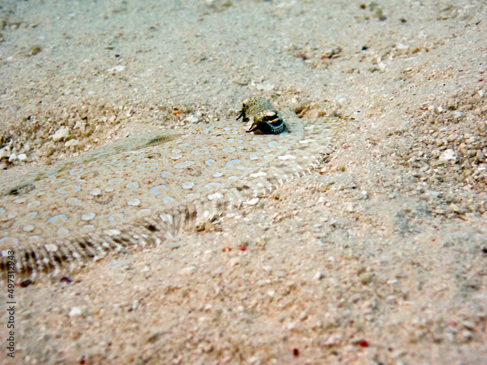 Leopard Flounder - Bothus Pantherinus on sand bottom of Maldivian lagoon Leopard Flounder - Bothus Pantherinus on sand bottom of Maldivian lagoon