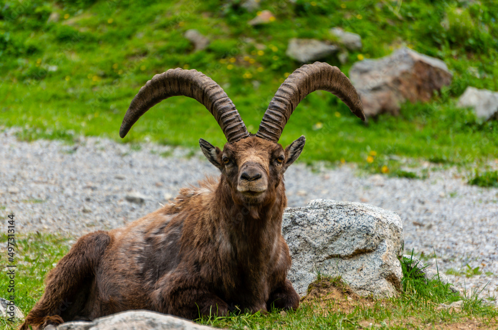 Alpin ibex, capra ibex in Piedmont, natural park of the maritime alps. Italy.