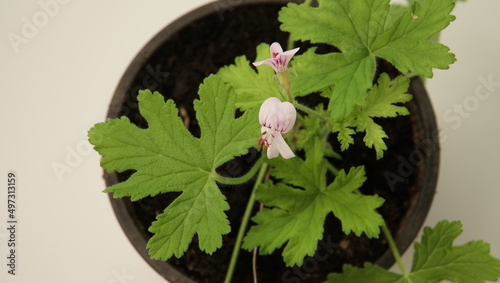Geraniaceae aromatic plant sample - a family of flowering plants that can be growing in a flat on a windowsill. A view of the sweet-scented geranium little blossom. Shallow depth of field scene.