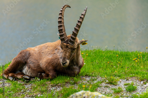 Alpin ibex, capra ibex in Piedmont, natural park of the maritime alps. Italy.