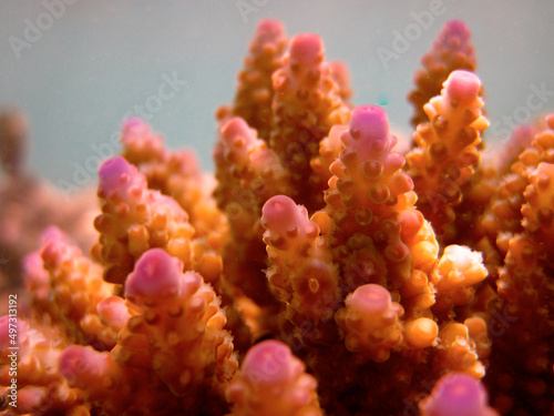 Acropora Nasuta - Hard coral - Stony coral