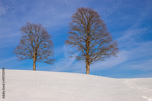 Bäume im Schnee