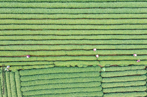 longjing tea plantation in hangzhou china photo