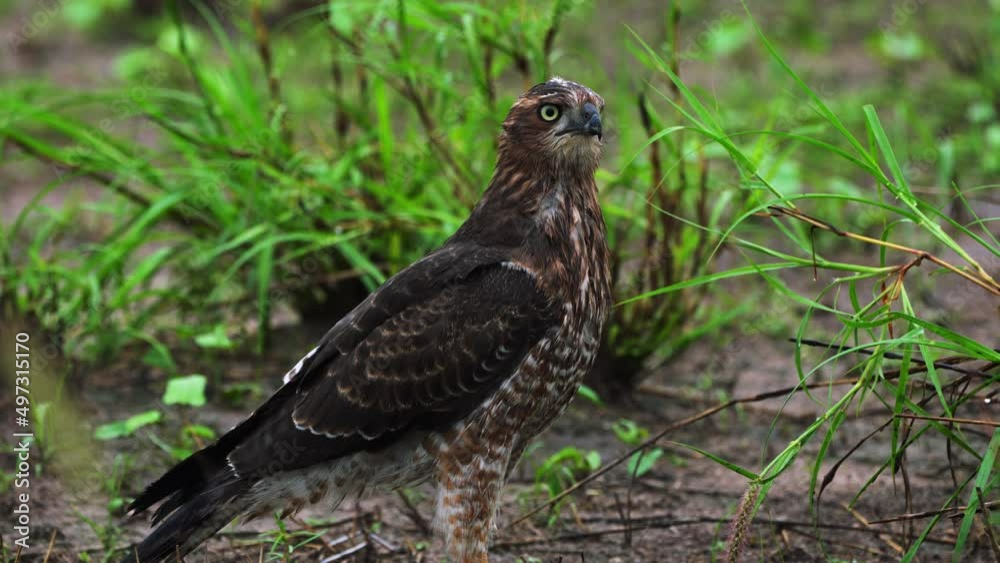 A Hawk Standing Among the Grass While in High Alert in Central Kalahari Game Reserve Botswana Africa - Fixed Close-Up Shot A Hawk Standing Among the Grass While in High Alert in Central Kalahari Game Reserve Botswana Africa - Fixed Close-Up Shot