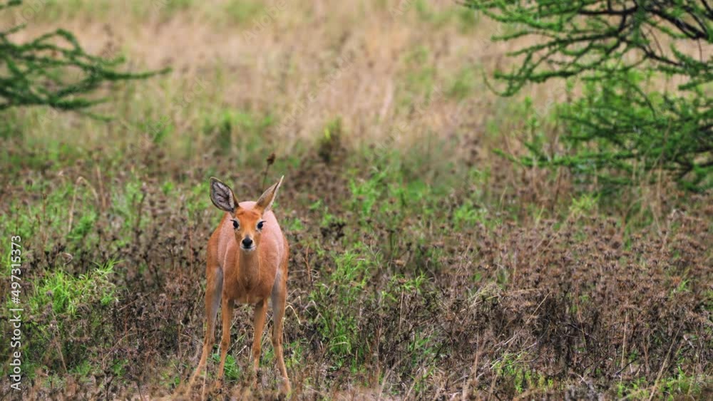 Female Steenbok Scraping The Ground While Looking At Camera, Behavior During And After Defecating And Urinating. - wide Female Steenbok Scraping The Ground While Looking At Camera, Behavior During And After Defecating And Urinating. - wide