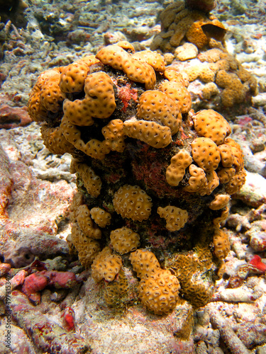 Didemnum sp. - Didemnidae - Ascidians colony in Maldives